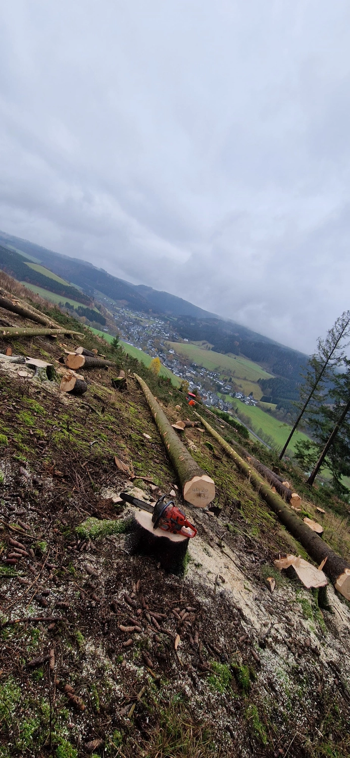 Wald- und Gartenpflege Göddecke – Baumfällung