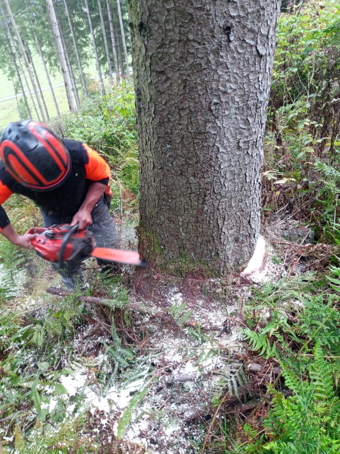 Wald- und Gartenpflege Göddecke – Baumfällung