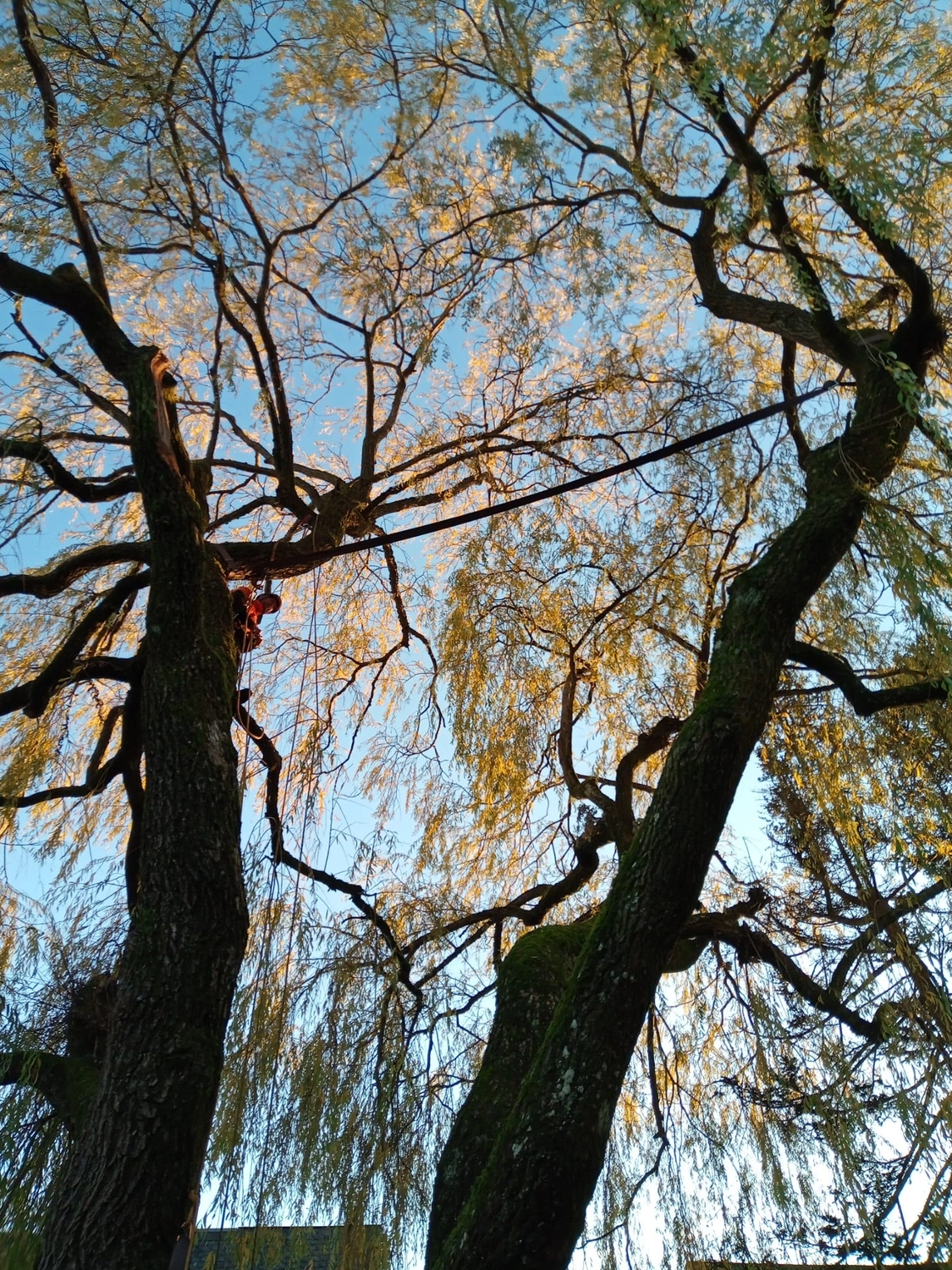 Wald- und Gartenpflege Göddecke – Baumfällung