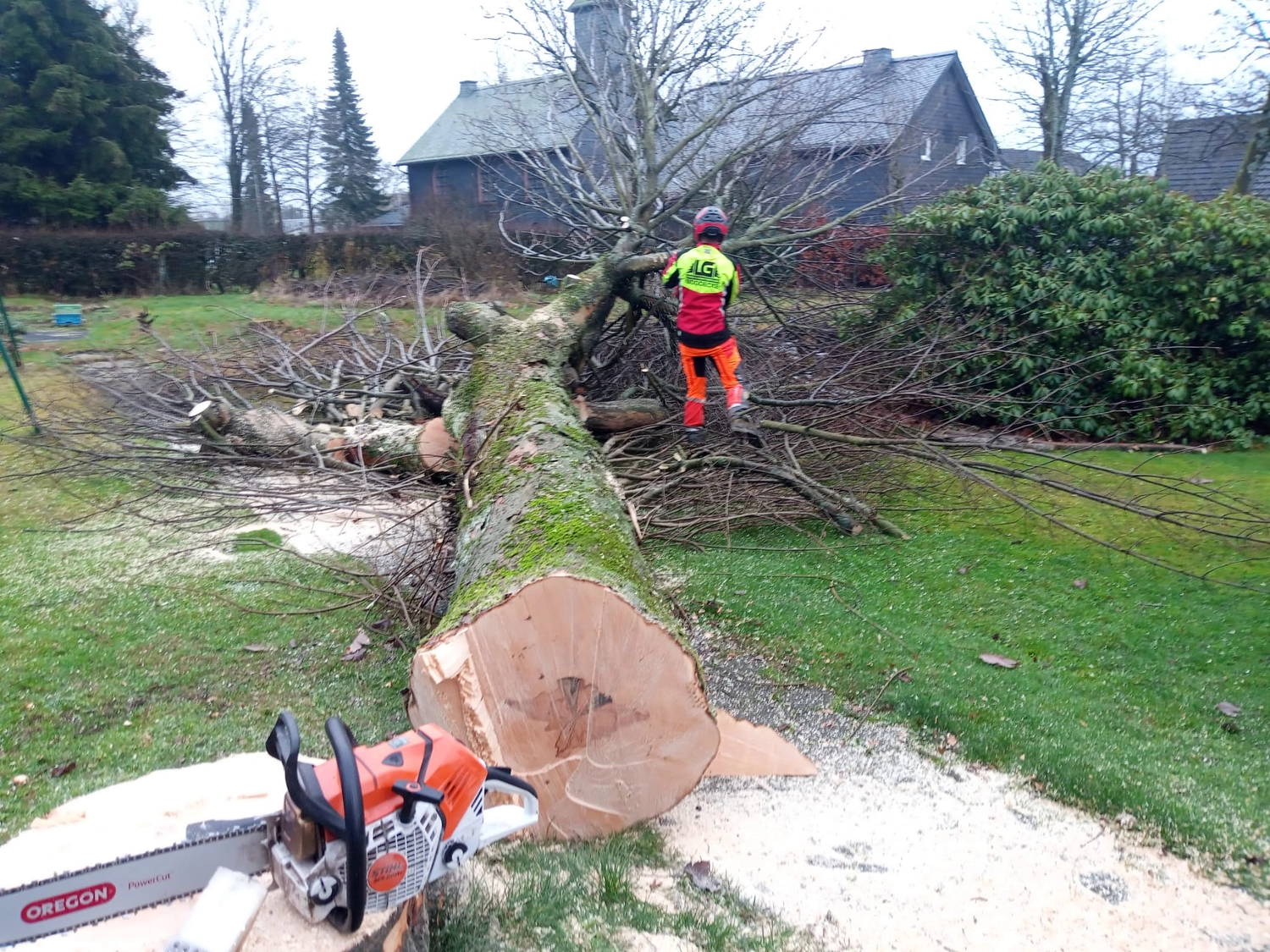 Wald- und Gartenpflege Göddecke – Baumfällung