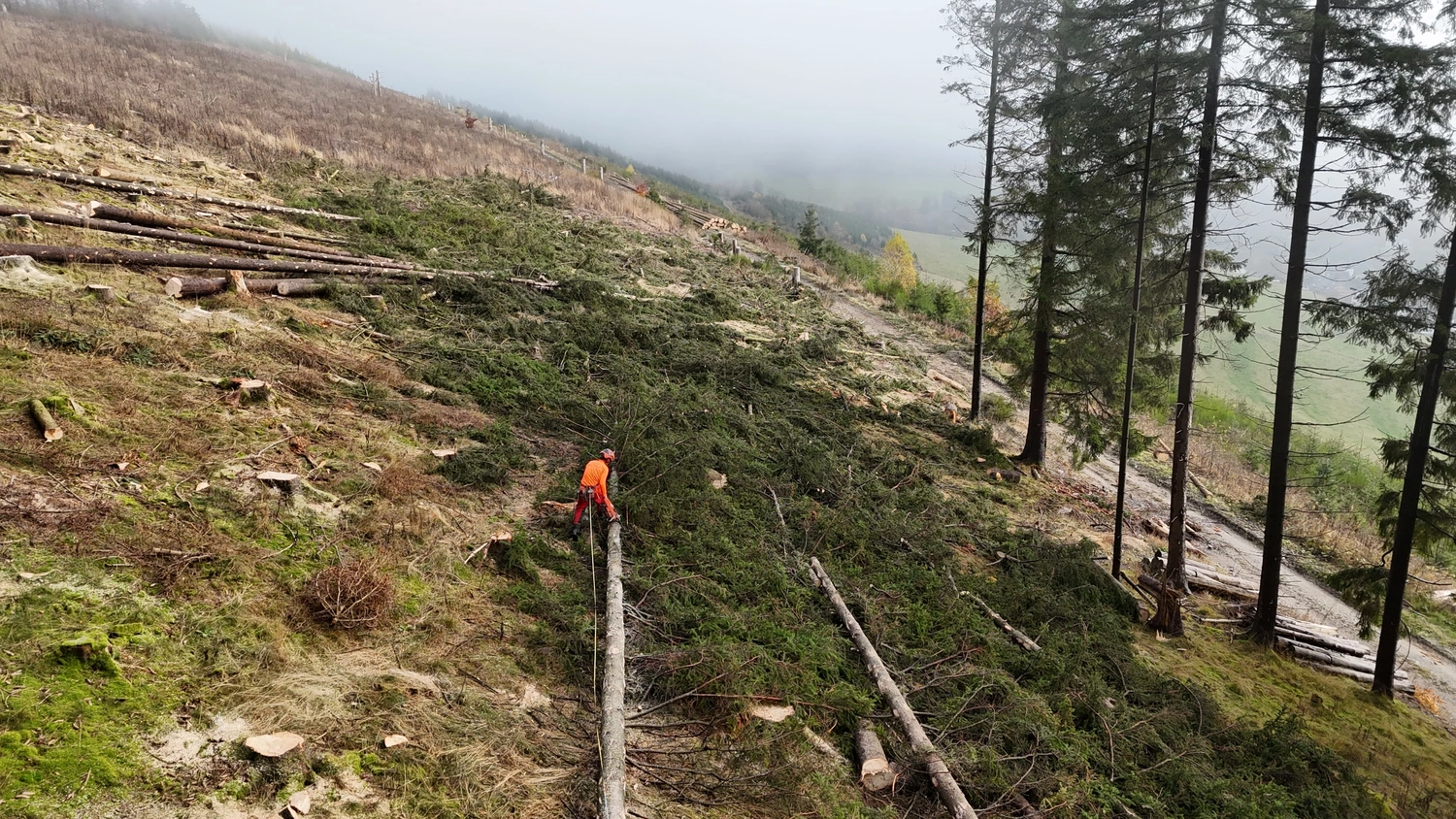 Wald- und Gartenpflege Göddecke – Baumfällung