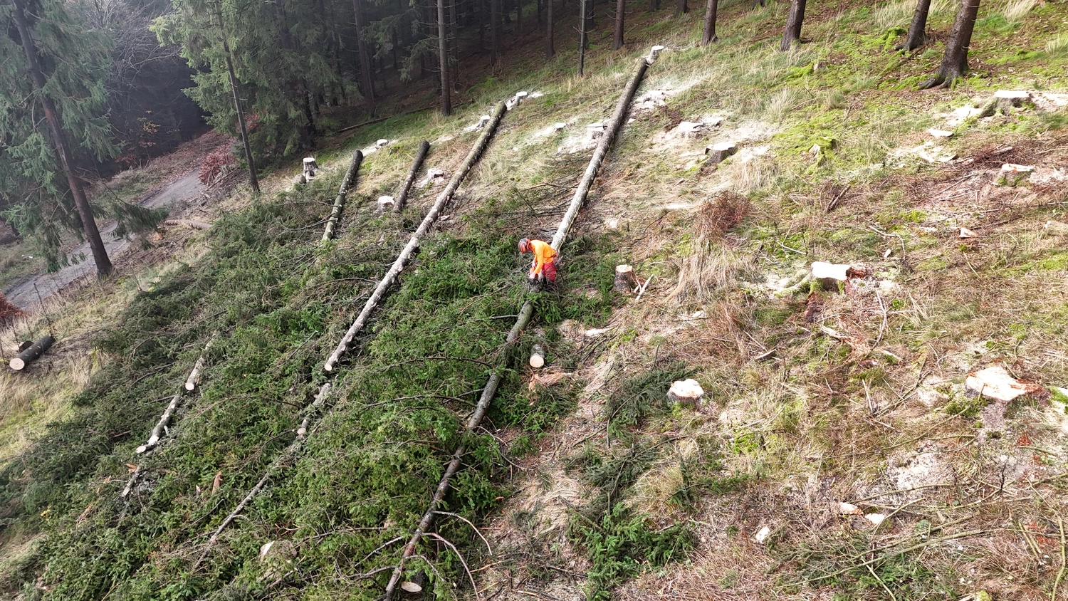 Wald- und Gartenpflege Göddecke – Baumfällung